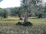 sizilien-mallorca 274